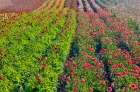 USA, Oregon. Dahlias in summer bloom. Art Print